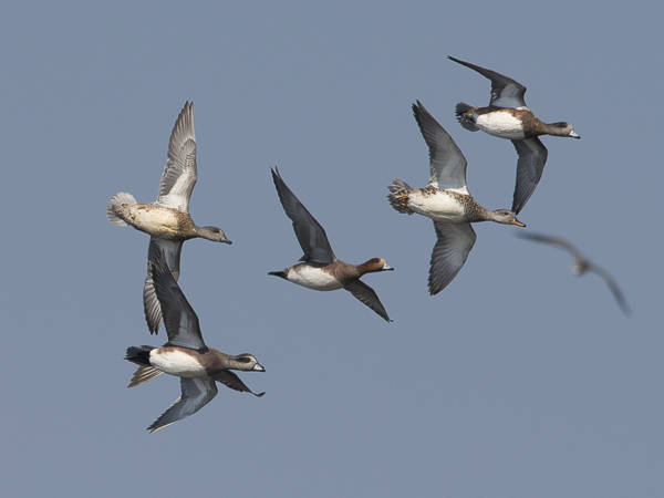 Amerikanhaapana, American Wigeon, Anas americana